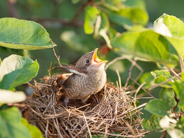 Bébé oiseau affamé et abandonné de Whitethroat commun en attente de sa mère dans le nid