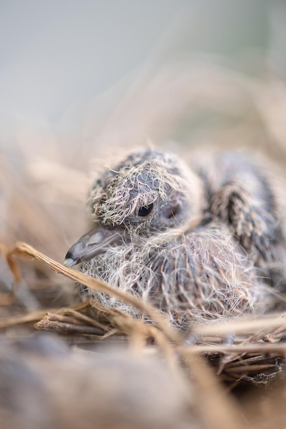 Bébé oiseau dans le nid. Bébés oiseaux blottis dans le nid