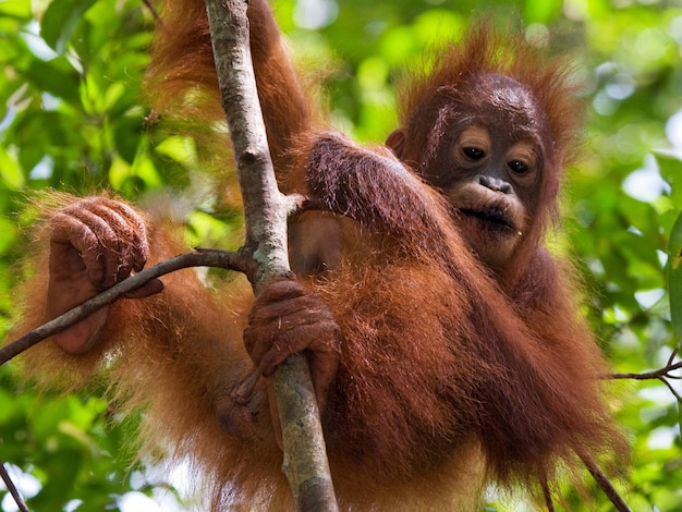 Bébé orang-outan à l'état sauvage. Indonésie. L'île de Kalimantan (Bornéo).