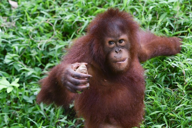 Bébé orang-outan jouant dans l'herbe