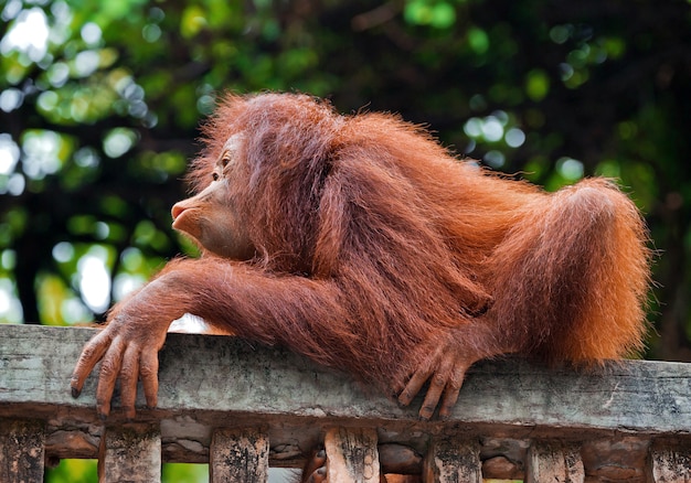 Photo le bébé orang-outan joue dans la nature d'un zoo.