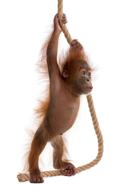 Bébé orang-outan de Sumatra, debout