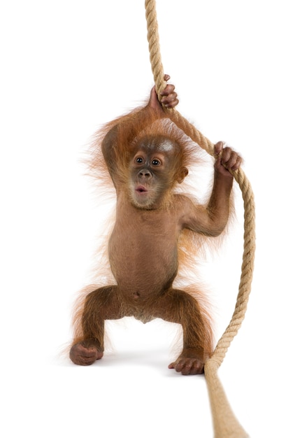 Bébé orang-outan de Sumatra, debout