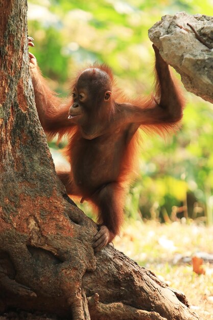 Un bébé orangutan suspendu à un arbre