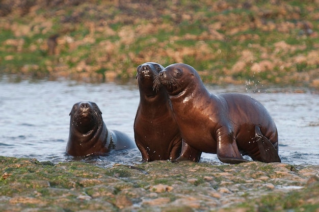 Bébé Otarie Sud Américaine Péninsule Valdès Province Chubut Patagonie Argentine