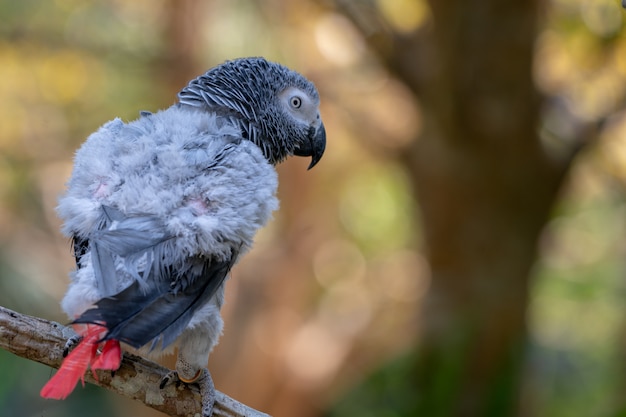 Bébé perroquet gris d'Afrique avec queue rouge accrocher à la branche dans la forêt