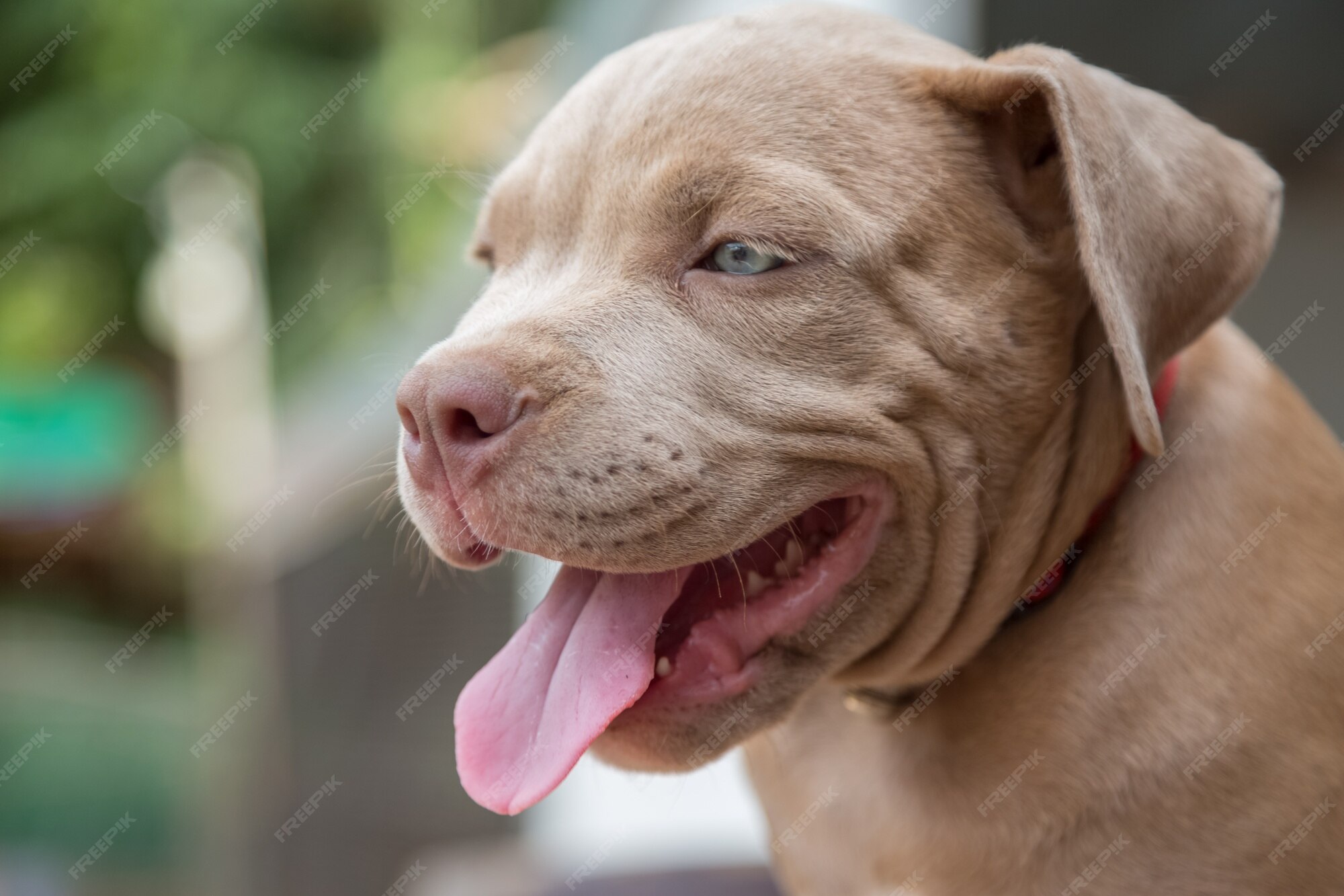 Bebe Pitbull Sourire Et Chercher Quelqu Un A Jouer Arriere Plan Flou Photo Premium