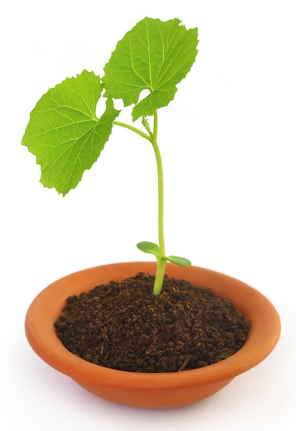 Photo bébé plante de cardère dans un pot sur fond blanc
