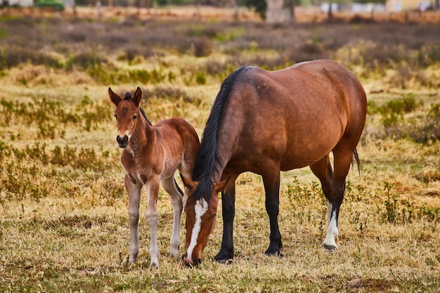 Bébé poulain et maman cheval ensemble dans le champ