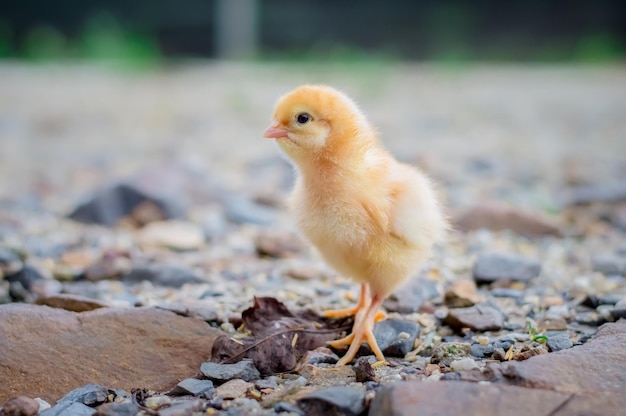 Un bébé poulet dans le jardin