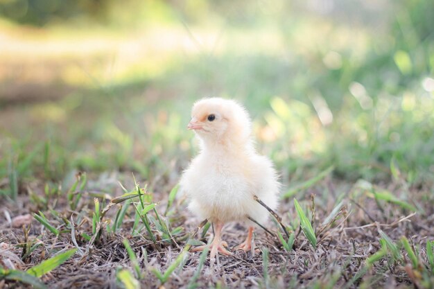 Un bébé poulet dans le jardin