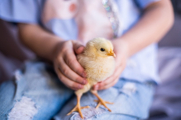 Bébé poulet dans les mains