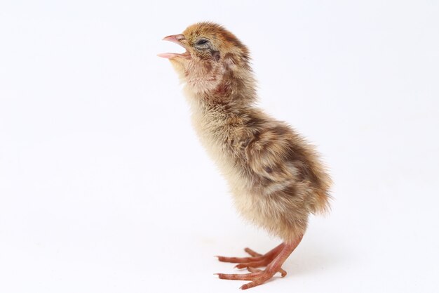 Bébé poussin sur mur blanc