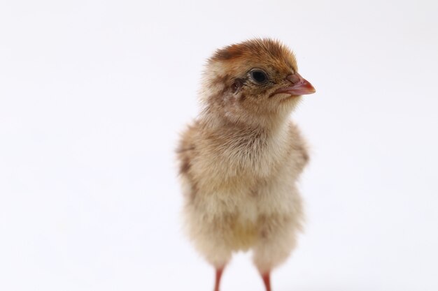 Bébé poussin sur mur blanc