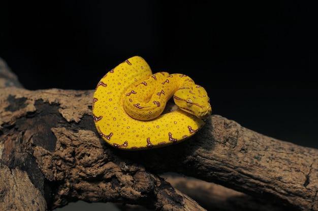 Bébé python arboricole vert, si c'est un bébé c'est jaune ou rouge, quand c'est un adulte ça devient vert