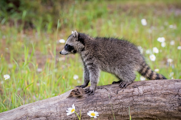 Bébé, raton laveur, debout, sommet, bûche, champ, pâquerettes