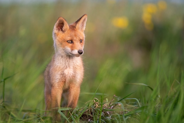 Bébé renard Jeune renard roux dans l'herbe près de son trou