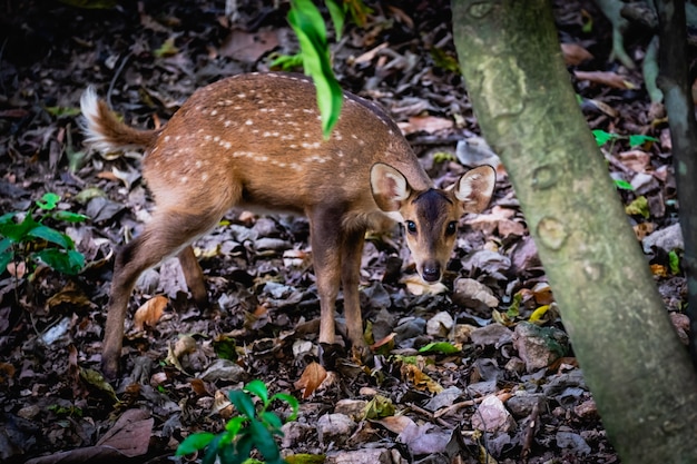 Photo bébé sauvage cher dans la forêt