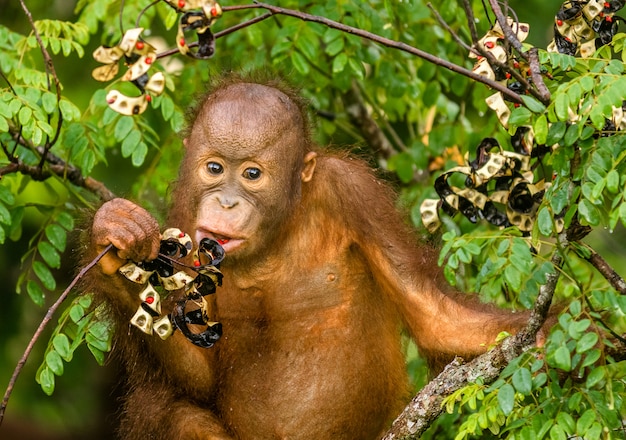 Bébé sauvage orang-outan manger des fruits rouges dans la forêt de Bornéo Malaisie