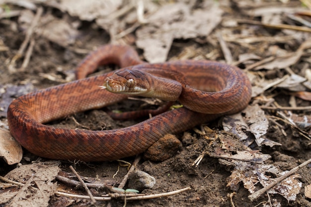 Bébé serpent python améthystine