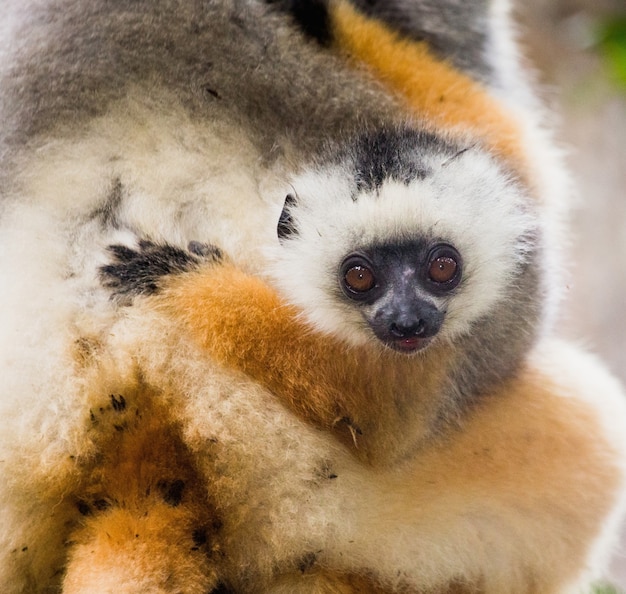 Bébé de sifaka diadème