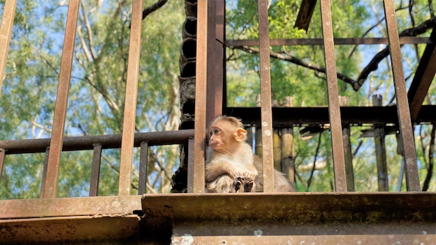 Bébé singe curieux assis sur un gril Sky walk