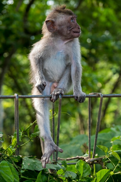 Bébé singe à la forêt des singes sacrés Ubud Bali Indonésie