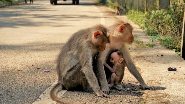 Bébé singe nouveau-né avec la mère et le père