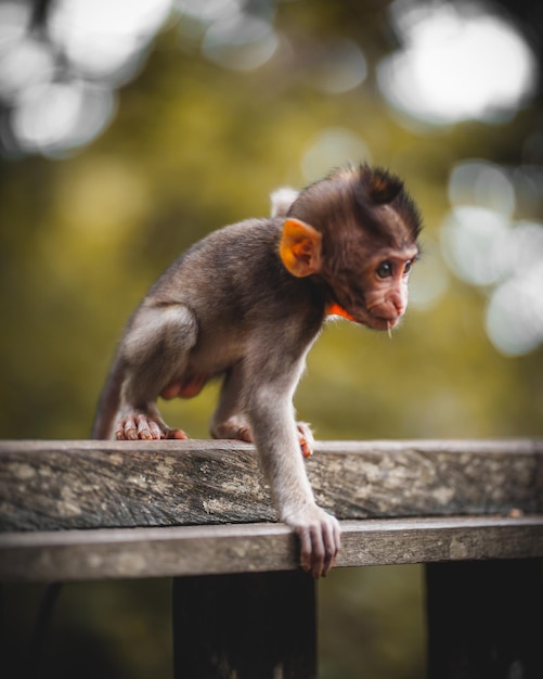 Le bébé singe.