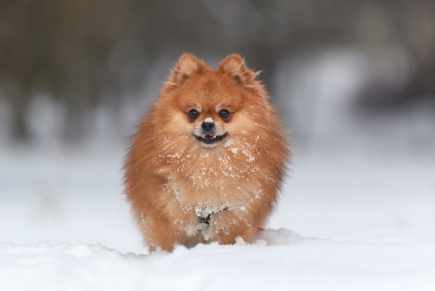 Bébé spitz poméranien jouant en journée d'hiver