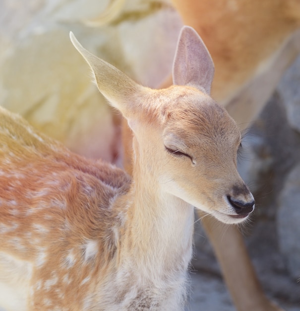 Bébé tacheté fauve sous le soleil de l'été