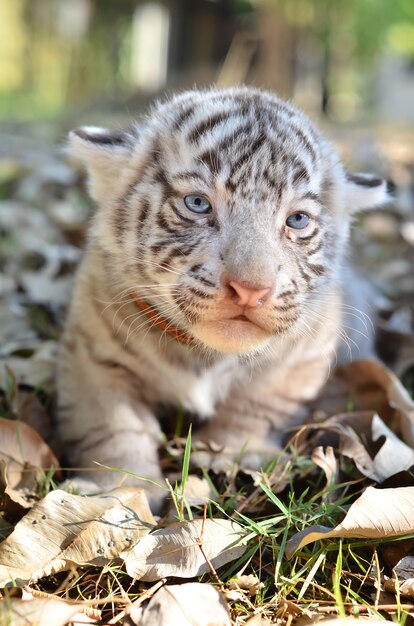 bébé tigger blanc