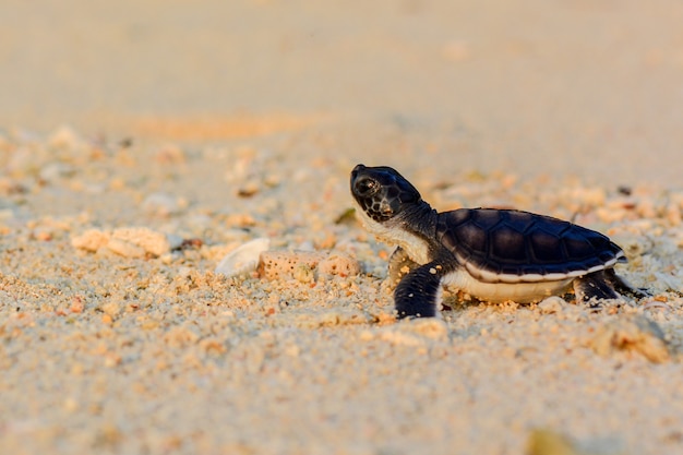 bébé tortue sur la plage