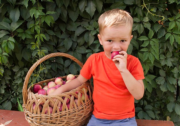 Bébé tout-petit garçon mangeant des pommes en plein air.