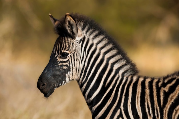 Bébé zèbre commun Kruger National Park Afrique du Sud