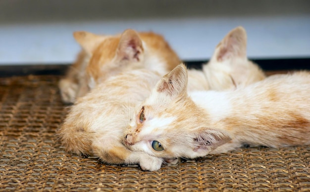 Bébés chats chatons dormant mise au point peu profonde