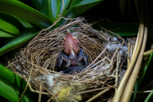 Bébés oiseaux - Poussins Bulbul à ventre jaune