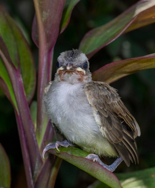 Bébés oiseaux - Poussins Bulbul à ventre jaune