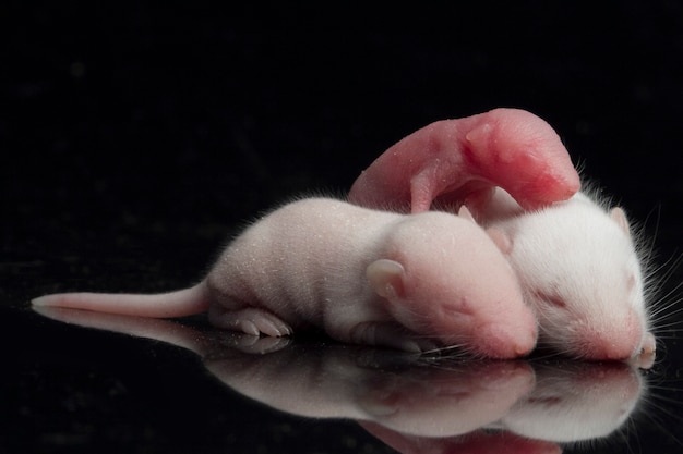 bébés rats sur un espace noir