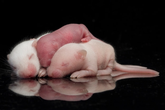 bébés rats sur un espace noir