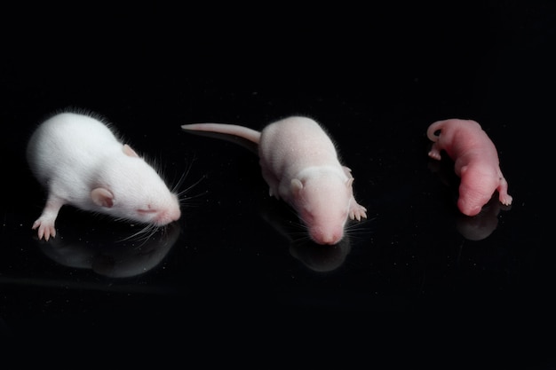 bébés rats sur un espace noir