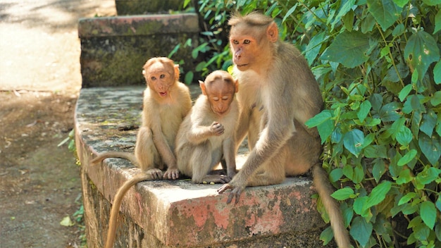 Bébés singes jumeaux assis sur un mur avec leur mère