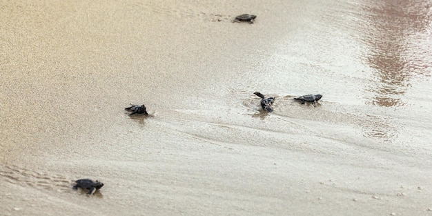 Bébés tortues éclos, marchant sur le sable essayant d'entrer dans la mer, l'un renversé après la vague.