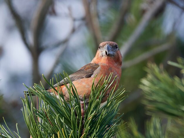 Bec-croisé perroquet Loxia pytyopsittacus