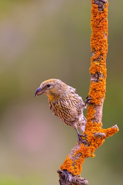 Bec-croisé des sapins ou Loxia curvirostra oiseau passereau de la famille des pinsons