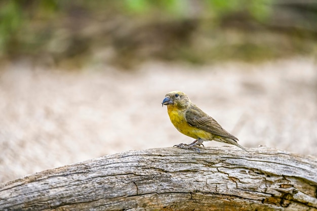 Bec-croisé des sapins ou Loxia curvirostra oiseau passereau de la famille des pinsons