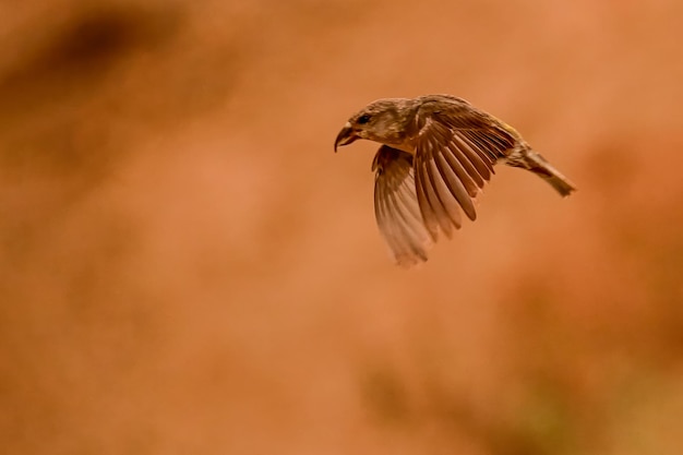 Bec-croisé des sapins ou Loxia curvirostra volant avec les ailes déployées