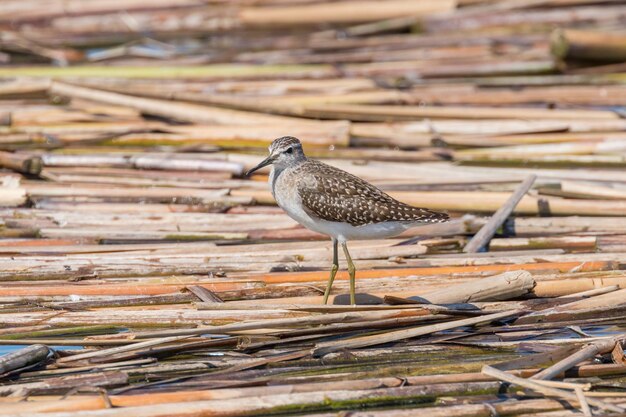 Bécasseau bécasseau, bécasseau des bois (Tringa glareola) oiseau échassier bécasseau