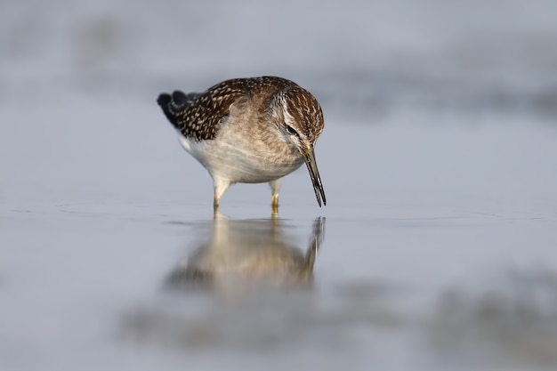 Un bécasseau des bois se tient dans l'eau avec un reflet. Gros plan