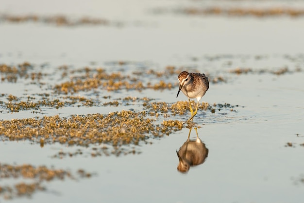 Bécasseau des bois, Tringa glareola, seul oiseau dans l'eau.